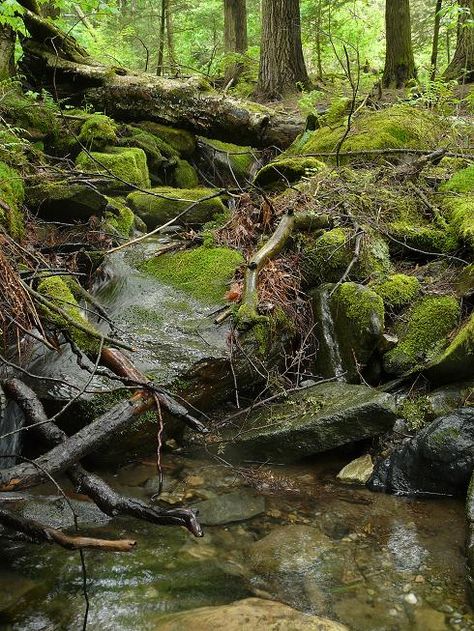 Old Growth Forest, Forest Stream, Aquascape Design, Nature Witch, Environment Painting, Forest Cabin, Forest Scenery, Backyard Water Feature, Landscape Model