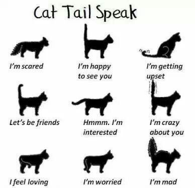 Katt Grejer, Cat Language, Image Chat, Cat Tail, Cat Behavior, Animal Facts, Cat Facts, Kitten Adoption, Cat Care