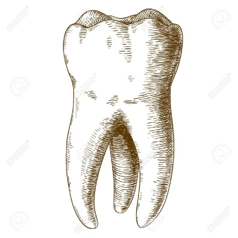 Tooth Illustration, Dental Wallpaper, Teeth Illustration, Tooth Tattoo, Teeth Drawing, Medical Drawings, Teeth Art, Elements Tattoo, Engraving Illustration