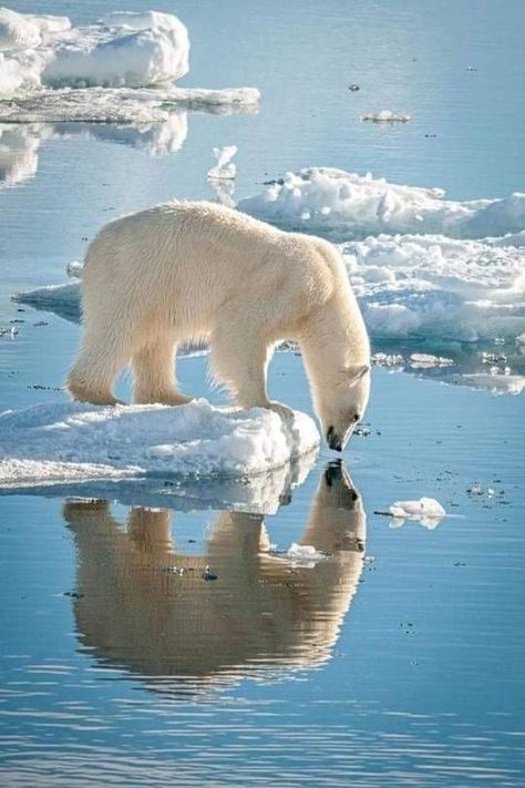 Urs Polar, Ice Bears, Love Bear, Animal Planet, Animal Photo, Nature Animals, 귀여운 동물, Wildlife Photography, Beautiful Creatures