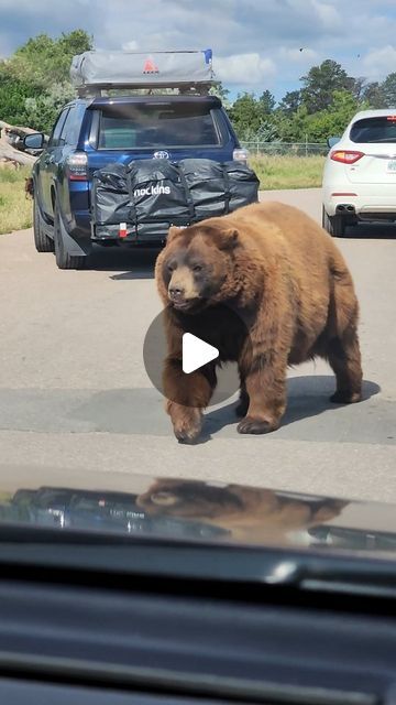 Ashley Greer on Instagram: "Such a great time at @bear_country_usa 🐻🐻🐻  . The bears were awesome, especially when they'd just strut around right next to the car. . I also loved the wolves and the bobcats! Great way to spend a morning. 🫶🫶🫶" Animal Videos, Cute Animal Videos, Happy Animals, Animal Gifs, Wolves, The Struts, Bears, Cute Animals, Animals