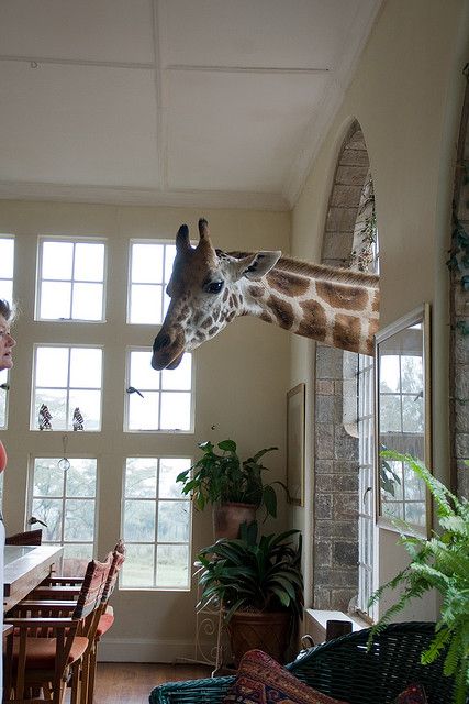 The inside of Giraffe Manor, a hotel in Nairobi where the giraffes love to stick their heads in! Giraffe Manor, A Giraffe, Space Decor, Nairobi, Giraffes, Oh The Places Youll Go, Dream Vacations, Wabi Sabi