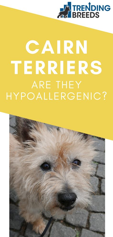 Cairn Terrier Mix, Dog Bread, Friendly Dogs, Yorkie Mix, Cairn Terriers, Husky Mix, Cairn Terrier, Terrier Mix, Allergy Friendly