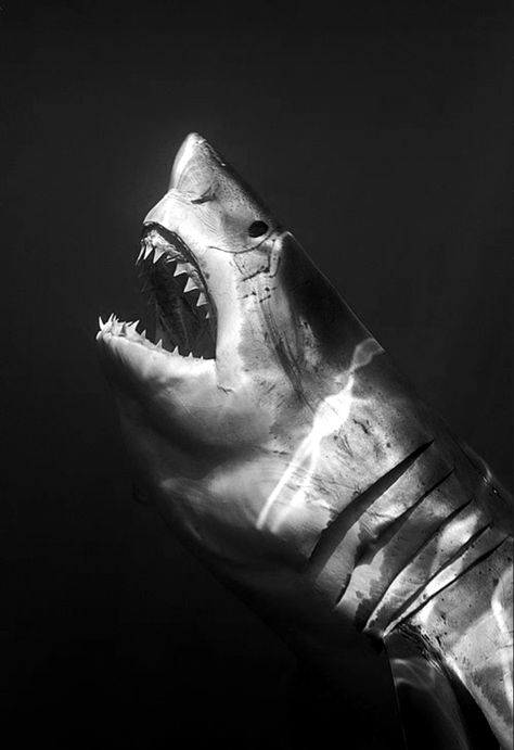 Great White Shark Sea Tattoo Sleeve, Shark Images, Shark Photos, Shark Pictures, Shark Drawing, Wild Animals Photography, Black Background Photography, Shark Tattoos, Ancient Animals