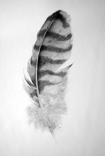 Owl Feathers Drawing, Feather Drawings, Owl Feather Tattoos, Falcon Feather, Feather Sketch, Sketchbook Studies, Feather Drawing, Choose Her, Birthday Tattoo