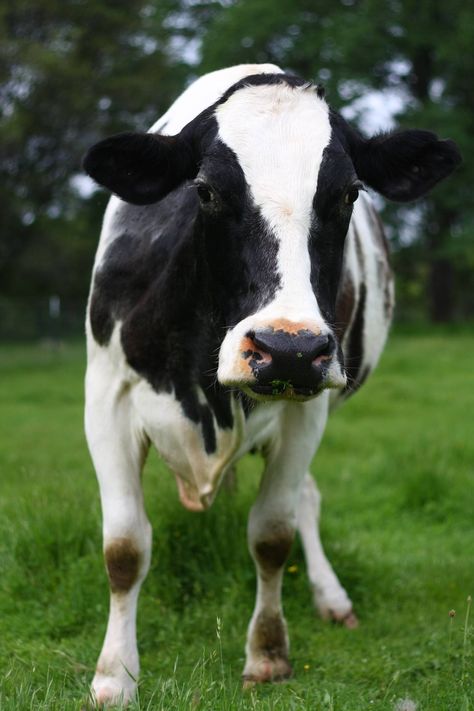 Holstein Friesian Cow Holstein Friesian Cow, Ranch Animals, Cow Tipping, White Cows, Cow Stuff, Fluffy Cows, The Sweetest Thing, Dairy Cows, Sweetest Thing