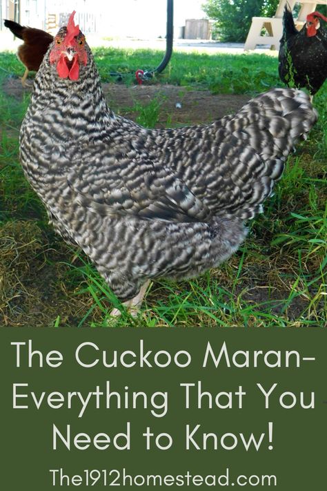 The Cuckoo Maran is a wonderful breed, and they lay super pretty eggs! #homesteading #backyardchickens #raisingchickentips French Cuckoo Maran Chicken, Marans Chicken, Maran Chickens, Cuckoo Maran, Homestead Tips, Black Copper Marans, Workout Board, Raising Chicken, Backyard Flocks