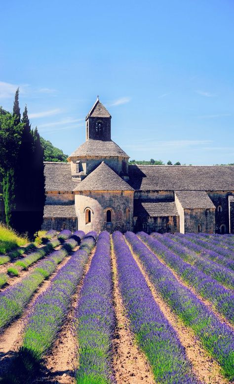 Even if you’ve never been to Provence, this colorful part of France can conjure images of lavender fields in late afternoon light, sun-soaked villas dotting the green countryside, sprawling vineyards, tiny villages with charming alleyways, and ritzy film festivals frequented by the rich and famous. Provence France is SO beautiful and is a must-visit. Here are 7 reasons why you need to visit Provence. #Provence #ProvenceRegion #Provence2019 #ProvenceFrance #France #France2019 #FranceTravel Landscape Studies, Afternoon Light, Toscana Italia, Film Festivals, Rich And Famous, Halong Bay, Voyage Europe, Late Afternoon, Provence France