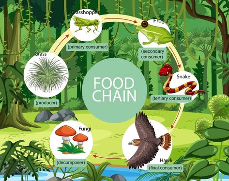 Forest Food Chain, Food Webs Projects, Food Chain Diagram, السلسلة الغذائية, Food Chain Activities, Jungle Food, Food Web Activities, Forest Food, Kids Activities At Home