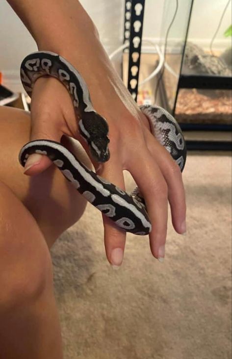 Pretty Ball Pythons, Cute Snakes Aesthetic, Snake As Pet, Pet Snakes Aesthetic, Pets To Get, Snake Asethic, Pretty Snakes Beautiful, Pet Snake Aesthetic, Aesthetic Snakes