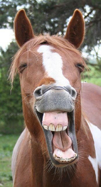 Horse Smiling, Funny Animal Faces, Funny Horse Pictures, Cute Horse Pictures, Funny Horses, Baby Animals Pictures, Funny Horse, Unusual Animals, Baby Animals Funny