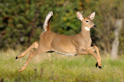 The Whitetail Deer | Flickr Deer Jumping, Whitetail Deer Pictures, Deer Species, Deer Running, Deer Photos, Deer Doe, Deer Pictures, Drawing Animals, Animal Study