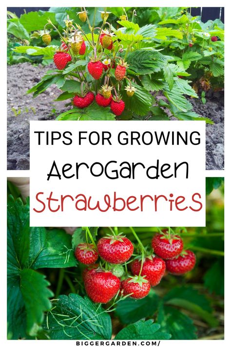 Discover How to Grow AeroGarden Strawberries with guidance on Growing Strawberries Indoors, setting up your Aero Garden, and Hydroponic Strawberries methods. Get tips on Hydro Gardening, growing Strawberries from Strawberry Seed and Seed Kit, and encouraging Strawberry Flowers in a Strawberry Garden. Indoor Strawberry Garden, Growing Strawberries Indoors, Aero Garden, Hydroponic Strawberries, Grow Strawberries, Garden Goddess, Strawberry Garden, Growing Strawberries, November 1st