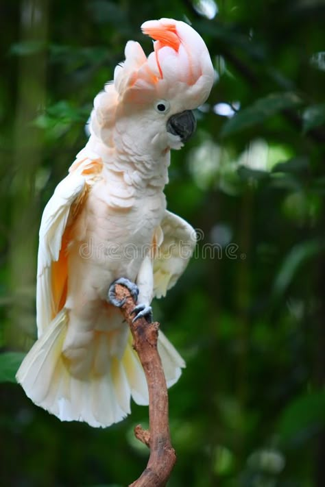 Mollucan Cockatoo, Moluccan Cockatoo, White Cockatoo, White Parrot, Macaw Parrot, Rare Birds, Australian Birds, Rare Animals, Parakeets