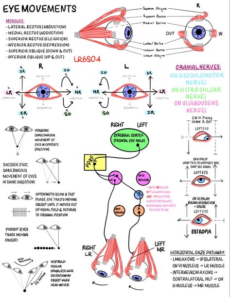 Neuroscience -> medical school notes Neuropsychology Notes, Ophthalmology Notes, Neuroscience Notes, Neurology Notes, Medical School Notes, Opthalmic Technician, Optometry Education, Eye Movement, Medicine Notes