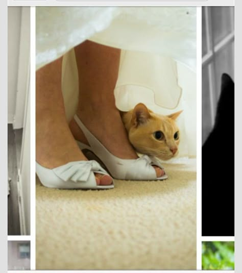 Yes! Must have pic Cat Wedding, Wedding Pets, Foto Poses, Story Board, Dog Flower, Dreamy Wedding, Wedding Pics, Happy Dogs, Wedding Pictures