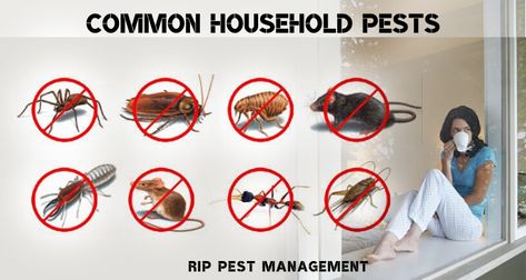 Household pests are some critters and insects which are very harmful to human and the surroundings. They can spread several diseases, spoil foods and damage household things. Pests can be found in many areas of a property such as roofs, ceilings, windows, kitchens, living rooms, etc.....@http://bit.ly/2QtxMi9  #spidercontrol #pestcontrol #spidercontrolnorthshore #spidercontrolnorthernbeaches #pestcontrolnorthshore #pestcontrolcollaroy Spider Control, Cockroach Control, Ant Control, Household Pests, Pest Management, Rodents, Canberra, Pest Control, The 4