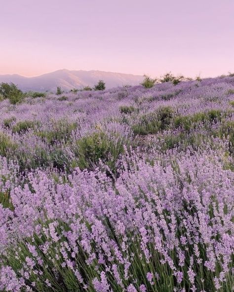 Lavender Aesthetic, Lavender Fields, Lavender Flowers, Nature Aesthetic, Flower Field, Nature Travel, Beautiful Nature, Aesthetic Pictures, Aesthetic Wallpapers