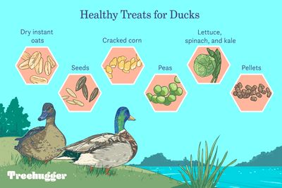 Raising Baby Ducks, Duck Food Diy, Duck Food List, Snacks For Ducks, Food For Ducks, Duck Food Ideas, What To Feed Ducks, Homesteading Goals, Ducks Aesthetic