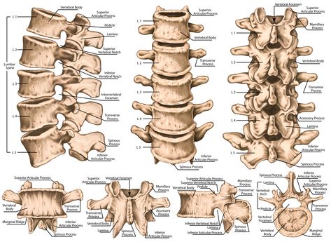 Basic overview article on the lumbar spine (the low back). Learn lumbar spine anatomy so that you can better understand your low back pain. Vertebrae Anatomy, Spine Drawing, Lumbar Vertebrae, Bone Drawing, Human Skeletal System, Skeletal Structure, Human Skeleton Anatomy, Anatomy Bones, Skeleton Anatomy