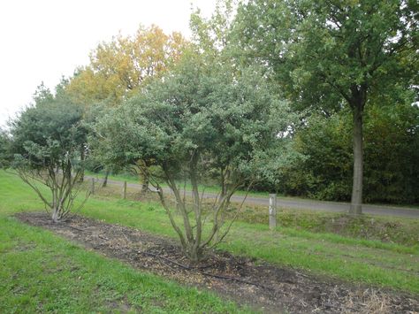 Osmanthus burkwoodii umbrella trees Osmanthus Burkwoodii, Crataegus Monogyna, Roof Gardens, Umbrella Tree, Garden Fun, Garden Idea, Ornamental Trees, Garden Of Eden, Amazing Gardens