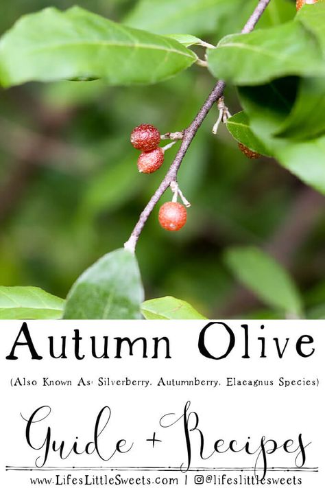 Autumn Olive Recipes, Autumn Olive Berry Recipes, Olive Types, Autumn Foraging Uk, Olive Varieties, Olive Cocktail, Olive Sauce, Autumn Olive, Olive Harvest