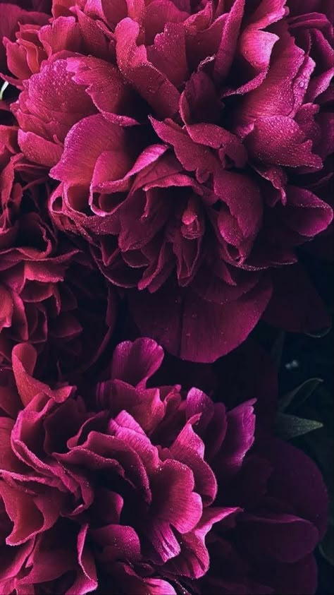 Floral Photography Nature, Black Flowers Wallpaper, Ios14 Icons, Peonies And Hydrangeas, Beautiful Wallpapers For Iphone, Peony Wallpaper, Wallpaper Floral, Wallpaper Flower, Flower Iphone Wallpaper