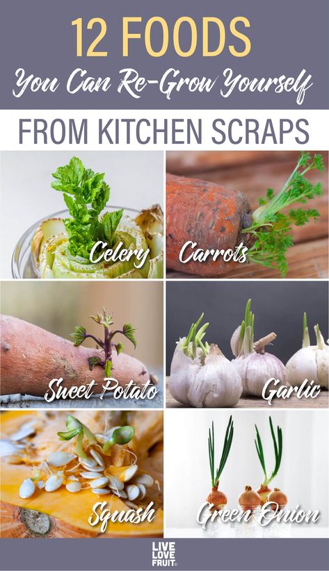 When you are on a budget, re-growing your food scraps is one of the best ways to save money! Here are 12 vegetables you can re-grow from scraps. #regrow #regrowvegetablesfromscraps #regrowcelery #regrowgreenonions #gardening #sustainability #regrowlettuce #regrowingvegetables #regrowromainelettuce #regrowgarlic #regrowcarrots #regrowpumpkin How To Grow Food From Scraps, Grow Food From Scraps, Growing Vegetables Hacks, Planting From Scraps, Vegetables You Can Grow From Scraps, How To Regrow Vegetables From Scraps, How To Grow Vegetables From Scraps, Regrow Onion From Scraps, Grow Vegetables From Scraps