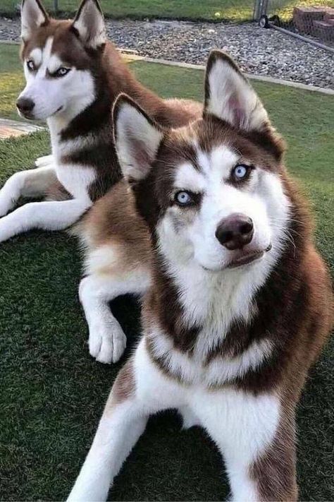 Red Husky, Dog Training Tools, Dog Training Books, Husky Pics, Cute Husky, Husky Lover, Potty Training Puppy, Siberian Husky Puppies, Husky Puppy