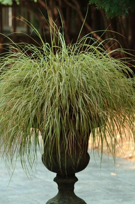 How To Use Grasses in Containers | HGTV Grasses For Pots, Stipa Arundinacea, Porch Gardening, Tall Ornamental Grasses, Feather Reed Grass, Mexican Feather Grass, Garden Front Of House, Grass Species, Coral Bells Heuchera