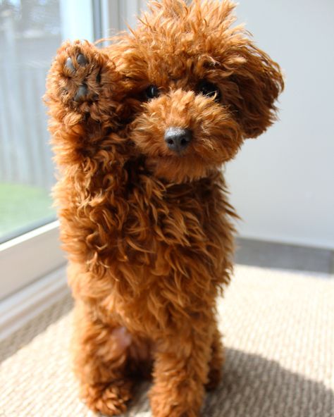 Red toy poodle puppy Red Toy Poodle Puppy, Toy Poodle Red, Brown Toy Poodle, Red Toy Poodle, Teddy Bear Poodle, Mini Poodle Puppy, Poodle Mix Breeds, Toy Poodle Puppy, Dog Poo