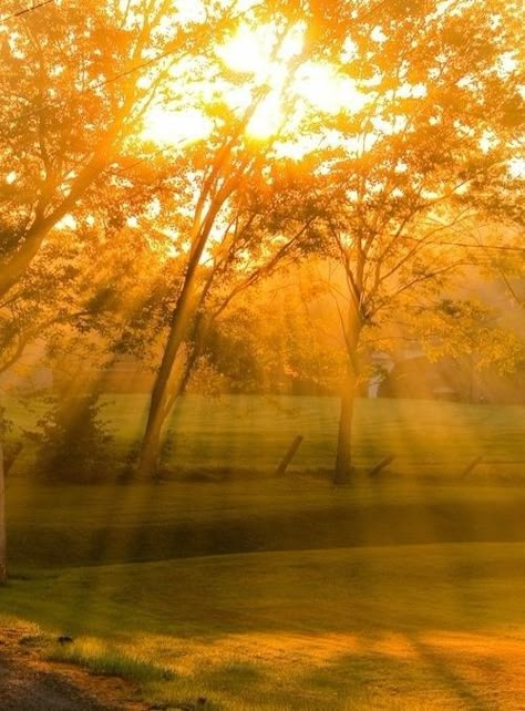 The Secret Book, Natural Gold, Yellow Aesthetic, Sun Rays, Mellow Yellow, Pride And Prejudice, Sunny Day, Golden Hour, Nature Beauty