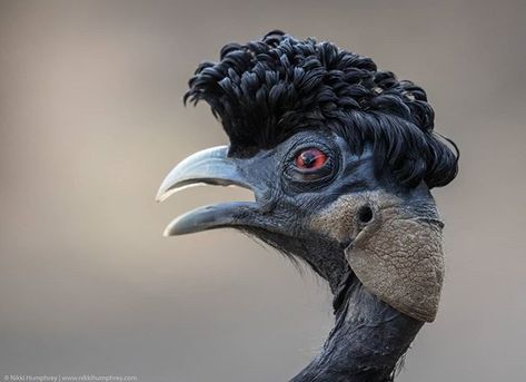 Nikki_Photo on Instagram: “Who has the coolest hairdo of them all? Seriously though, what do you think this bird is called? (Ps. I do know what it is, I thought I…” Weird Birds, Bbc Earth, Wild Animals Pictures, Guinea Fowl, Interesting Animals, Bird Watcher, Trendy Hair, Bird Photo, Bird Species