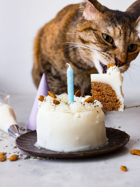 Treat your felines to this cat birthday cake made with pate, catnip, and a mashed potato "frosting!" It's easy to make and customizable, so even your pickiest kitties will love it! Cake Recipe For Cats, Cake For Cats, Cat Birthday Cake, Red Birthday Cakes, Birthday Cake For Cat, Nursing Cake, Whiskey Cake, Inside Cake, Dog Birthday Cake