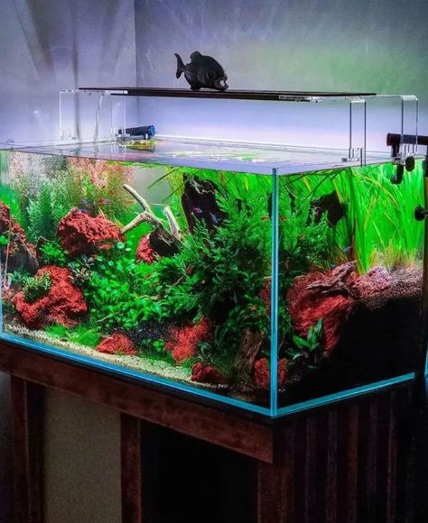 20 Coolest Freshwater Fish To Add Pop And Color To Fish Tank 75 Gallon Fish Tank Ideas, Fish Tank Ideas, Discus Fish, Fish Tanks, Freshwater Fish, Betta Fish, Fish Tank, Fresh Water, Fish