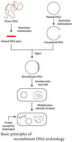 Recombinant Dna Technology, Technology Poster, Recombinant Dna, Dna Technology, Nucleic Acid, Genetic Engineering, Cell Biology, Molecular Biology, Microbiology