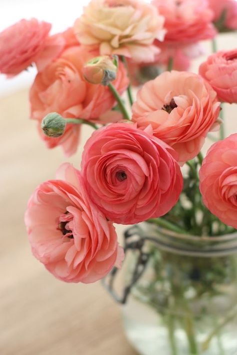 Peach Ranunculus, Ranunculus Flowers, Alpine Plants, Garden Types, Most Beautiful Flowers, Gardening Supplies, Ranunculus, Beautiful Bouquet, Love Flowers