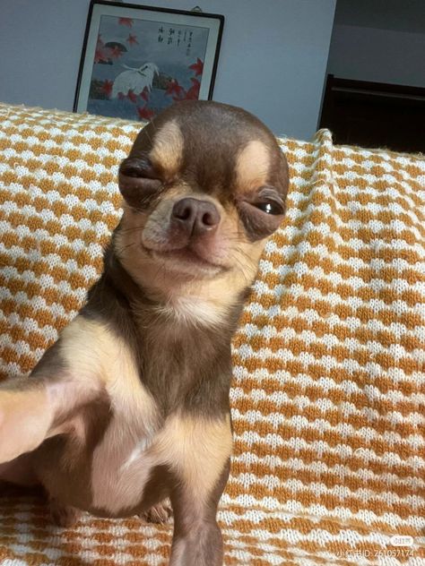 Funny Dog Pictures Faces, Chichuachua Funny, Chiuahaha Funny Memes, Funny Dogs Pics, Funny Chihuahua Pictures, Funny Animal Images, Funny Dog Faces, Angry Animals, Angry Dog