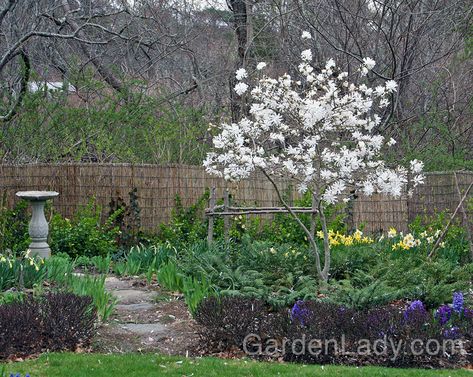 A small tree placed in your lawn or flower border can be the perfect focal point. Site the tree so that you see it when looking out a frequently used window . Focal Point Garden, Star Magnolia, Spring Flowering Trees, Magnolia Stellata, Hydrangea Garden, Dry Garden, Planting Plan, Open Flower, Specimen Trees