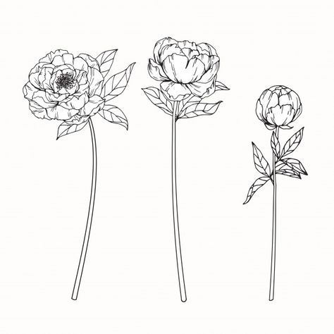 Linework Peony Tattoo, Peony Tattoo With Stem, Peony With Stem Tattoo, Blooming Peony Tattoo, Closed Peony Tattoo, Peony Bud Drawing, Flower Bloom Tattoo, Single Peony Tattoo, Peony Bud Tattoo