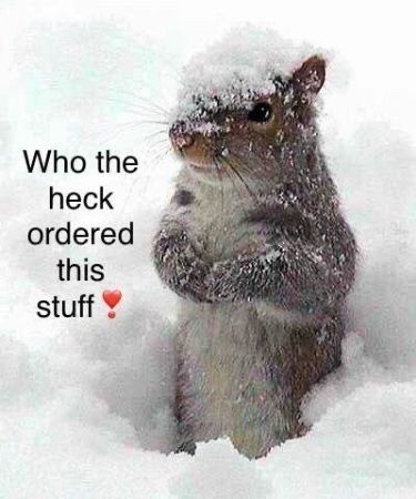 Funny Squirrel Quotes, Squirrels Funny, Funny Squirrel Pictures, Winter Humor, Winter Funny, Hate Winter, Squirrel Pictures, Squirrel Funny, Funny Good Morning Quotes