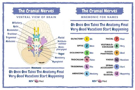 Cranial Nerves - Anatomy Mnemonic By @rev.med #Cranial ... Cranial Nerve Mnemonics, Cranial Nerves Drawing, Nerves Anatomy, Cranial Nerves Anatomy, Eye Nerves, Nerve Anatomy, Cranial Nerves Mnemonic, Human Muscle Anatomy, Physical Therapy Student