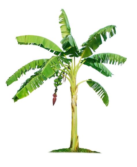 Photo banana tree isolated on white back... | Premium Photo #Freepik #photo #tree-isolated #banana-leaf #jungle-plants #nature-leaf Banana Tree Background, Banana Tree Png, Ombre Wallpaper Iphone, Ombre Wallpaper, Banana Trees, Gallery Wall Printables, Jungle Plants, Ombre Wallpapers, Simple Frocks