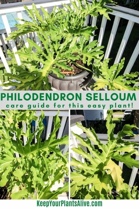 The complete philodendron selloum care guide - keep your plants alive Philodendron Selloum, Swiss Cheese Plant, Cheese Plant, Indoor Jungle, Jade Plants, Liquid Fertilizer, House Plant Care, Easy Plants, Yellow Leaves