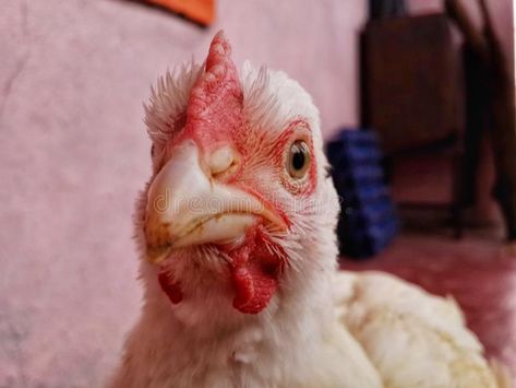 Portrait of Broiler chicken looking critically at camera #hen #poultry #stockphoto #broiler #chicken Broiler Chicken, Rural India, Hen, Photo Image, Stock Photos, Chicken, India, Animals