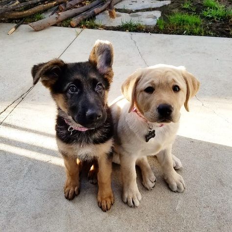 German Shepherd Kona and Labrador Nala, two lifelong best friends! 🥰❤️  📷 Instagram: @kona.and.nala  #germanshepherd #GSD #Puppy #cute #dog Scary Dogs, Most Popular Dog Breeds, Labrador Retriever Puppies, Cute Dog Pictures, Pretty Dogs, Labrador Puppy, Smiling Dogs, Retriever Puppy, Family Dogs