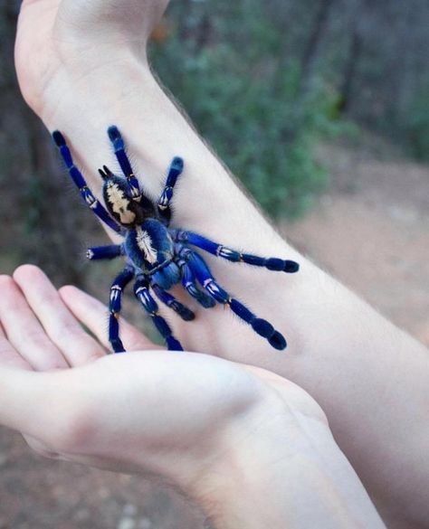 Tarantula Videos, Skeleton Tarantula, Poecilotheria Metallica, Gooty Sapphire Tarantula, Electric Blue Tarantula, Sapphire Tarantula, Pet Tarantula, Arachnids Spiders, Spider Species