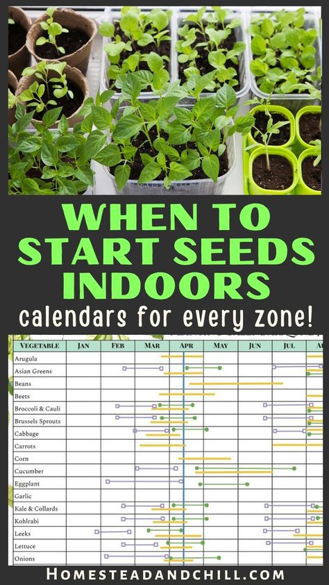 Come learn when to start seeds indoors with our easy garden planting calendars - which tell you the best time for starting seeds indoors, when to transplant seedlings outside (or plant nursery starts outside), and when to direct sow seeds outdoors. The seed starting calendars are available for every growing zone: zone 10, zone 9, zone 8, zone 7, zone 6, zone 5, zone 4, zone 3, zone 2... Plus, our free garden planner includes a companion planting chart, garden layout plans, journals, and more. Seeds To Plant In May, Vegetable Garden Schedule, Planting Schedule For Zone 3, Planting Chart For Vegetables Zone 6, Zone 3b Planting Schedule, Gardening Schedule Calendar Zone 7, August Planting Zone 9, When To Start Growing Vegetables, 6b Planting Calendar