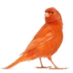 American Singer Canary Canaries Bird, Canary Singing, Birds Yellow, Canary Birds, Cool Bugs, Bird Care, Orange Bird, Amazing Birds, Finches