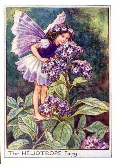 The Heliotrope Fairy by Cicely Mary Barker.  This fairy is actually in the wallpaper border in my childhood bedroom...love her expression Fairy Paintings, Fairy Illustration, Fairy Pictures, Cicely Mary Barker, Fairies Elves, Vintage Fairies, Fairy Book, Flower Fairies, Beautiful Fairies